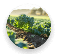 Advanced Greens Plus-ingredient2